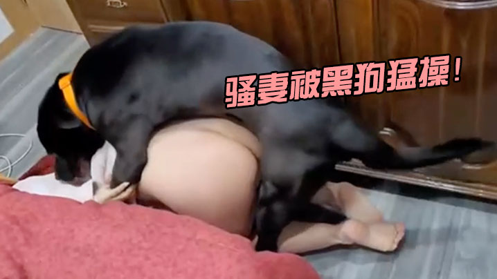 骚妻被黑狗猛操.