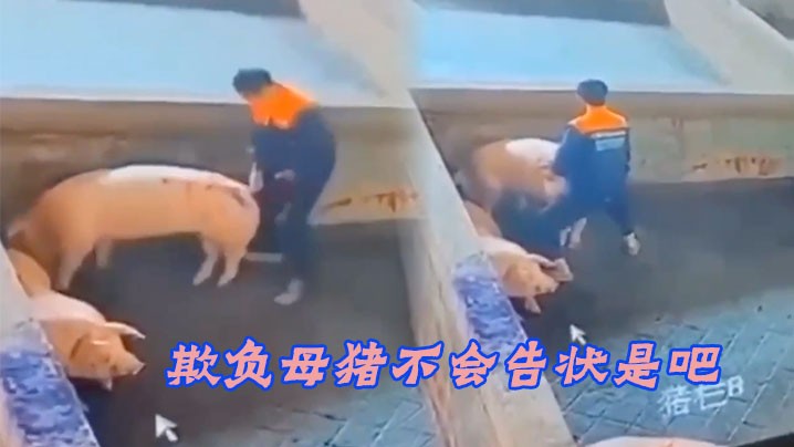 欺负母猪不会告状是吧.